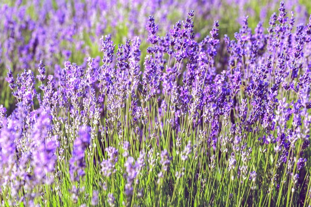 Lavender Field in the summer