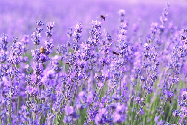 Lavender Field in the summer