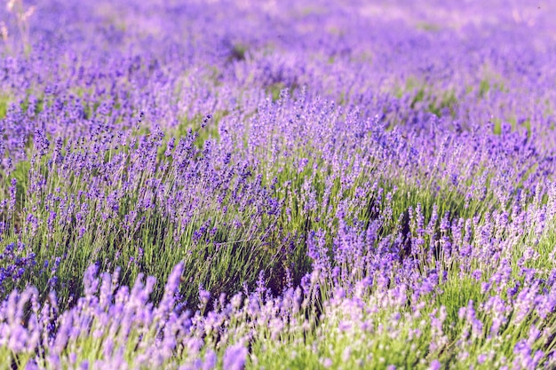 Lavender Field in the summer