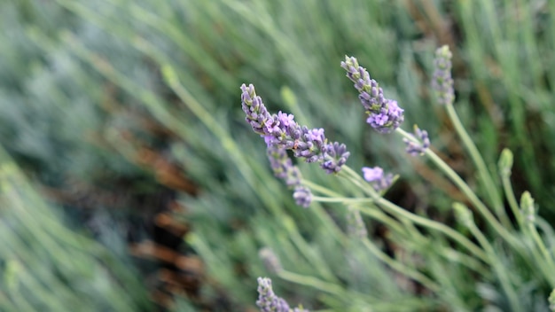 Lavender field in sunlight Medicinal plants