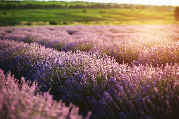 The lavender field at sunset