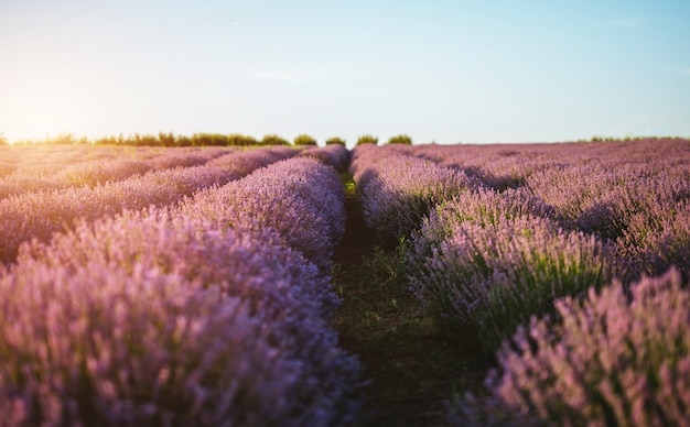 The lavender field at sunset