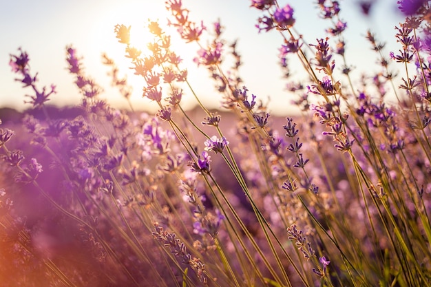 Lavender field at sunset