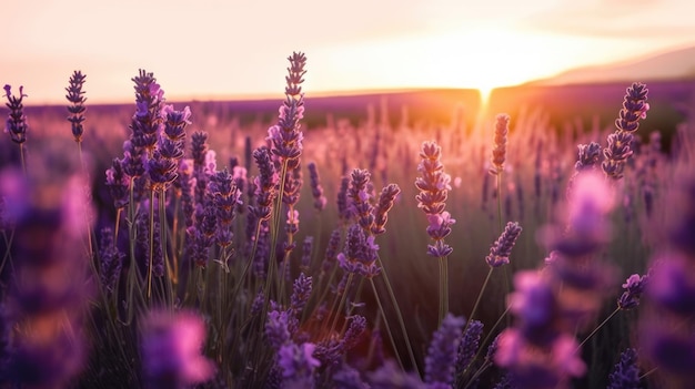 Lavender field with the sun setting behind it