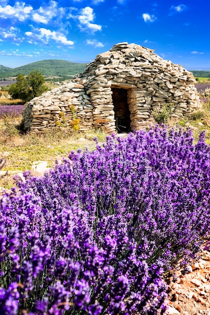 Lavender field