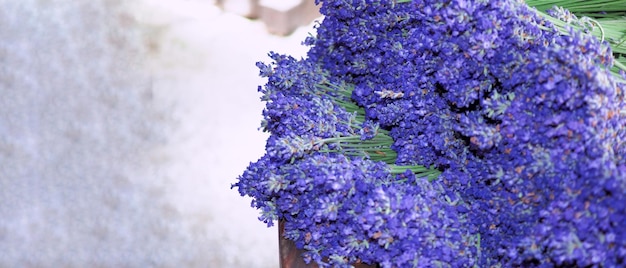 Lavender fields bloom in Hokkaido Japan for relaxing in summer or spring