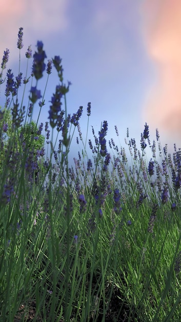 Lavender fields bloom in Hokkaido Japan for relaxing in summer or spring