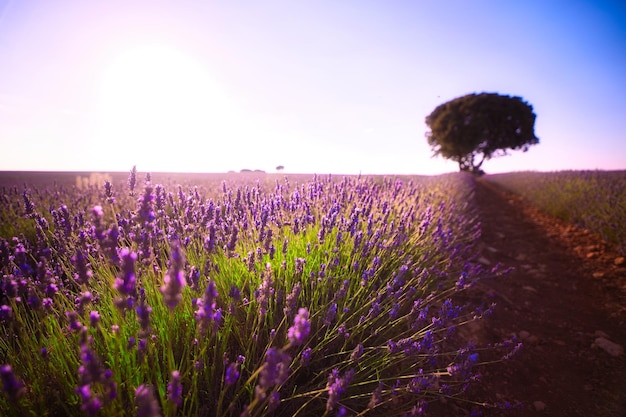 Lavender fields Brihuega Spain