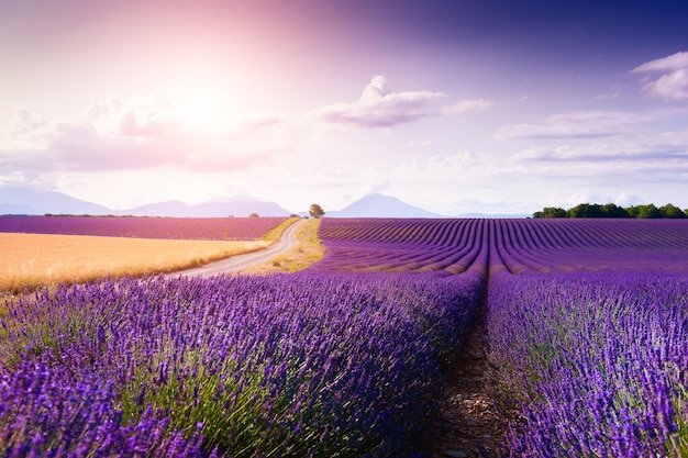 Lavender fields at sunset near Valensole, Provence, France. Summer landscape with blooming lavender flowers