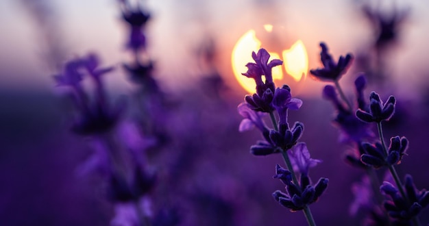 Lavender flower background with beautiful purple colors and bokeh lights blooming lavender in a