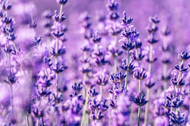 Lavender flower background with beautiful purple colors and bokeh lights blooming lavender in a