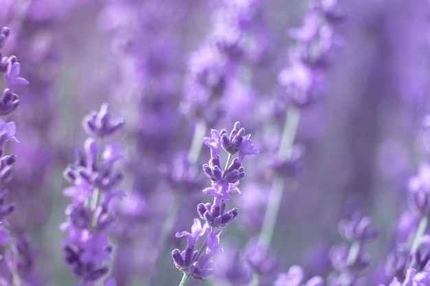 Lavender flower background with beautiful purple colors and bokeh lights blooming lavender in a