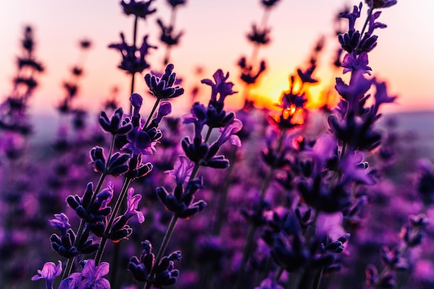 Lavender flower background with beautiful purple colors and bokeh lights blooming lavender in a