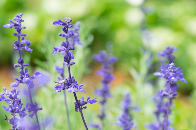 lavender flower background