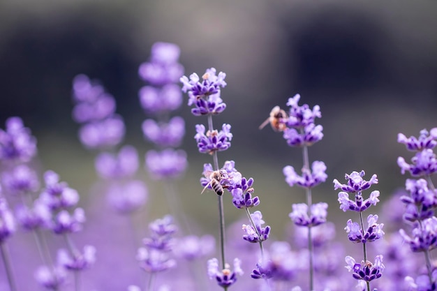 Lavender flower close up in a field in Korea