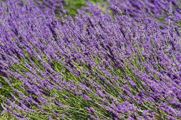 Lavender flower close up in a field in Provence France