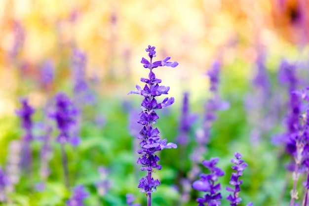 Lavender flower close up in field