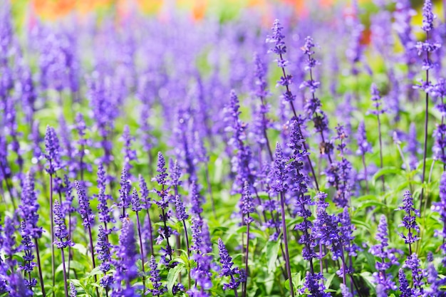 Lavender flower in the Dalat Flower Park, 