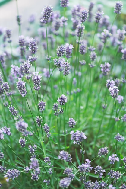 Lavender flower field Blooming Violet fragrant lavender flowers