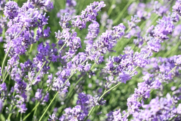 Lavender flower field