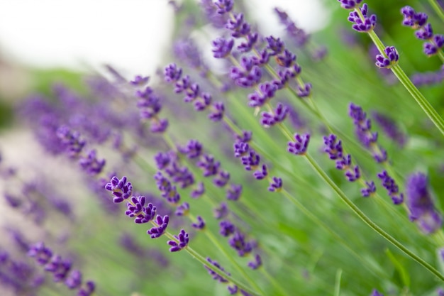 lavender flower in flower garden