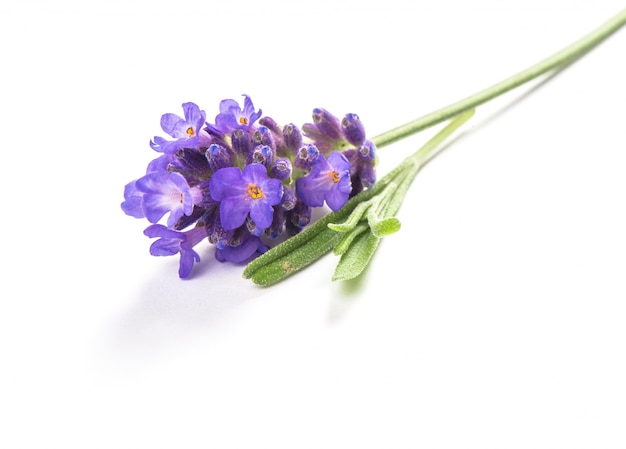 Lavender flower isolated on white Macro picture