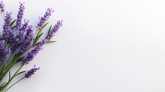 Lavender flower lilac with green leaves lay flat isolated on white background