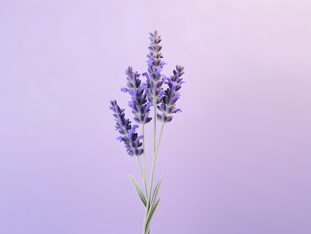 lavender flower in studio background single lavender flower Beautiful flower images