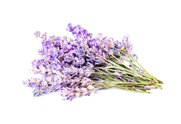 Lavender flower on white backgrounds.