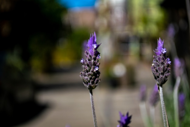 Lavender flower with blurred background