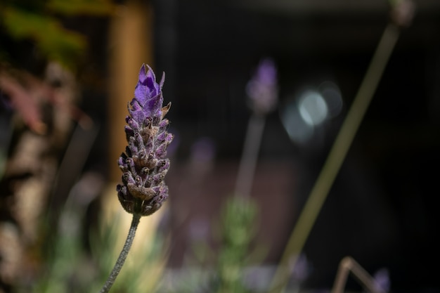 Lavender flower with blurred background