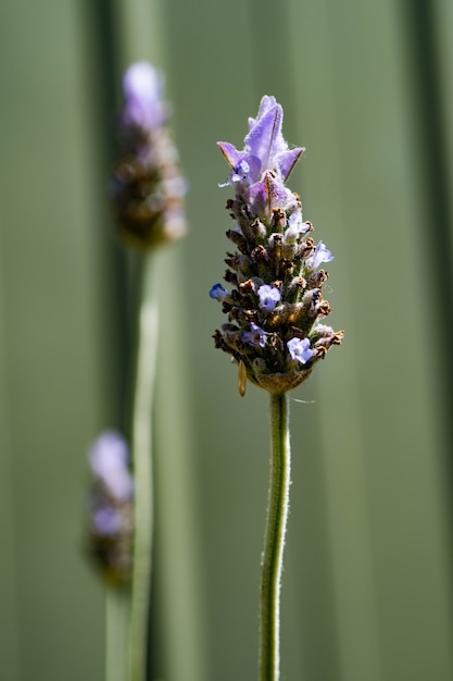 Lavender flower with green background