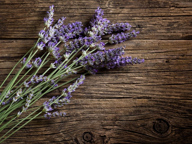 Lavender flower