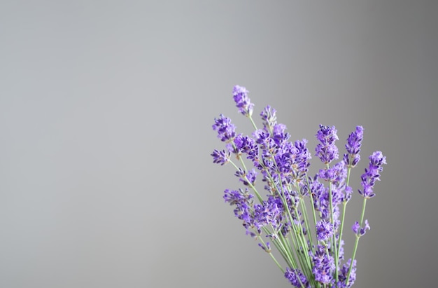 lavender flowers on background gray wall