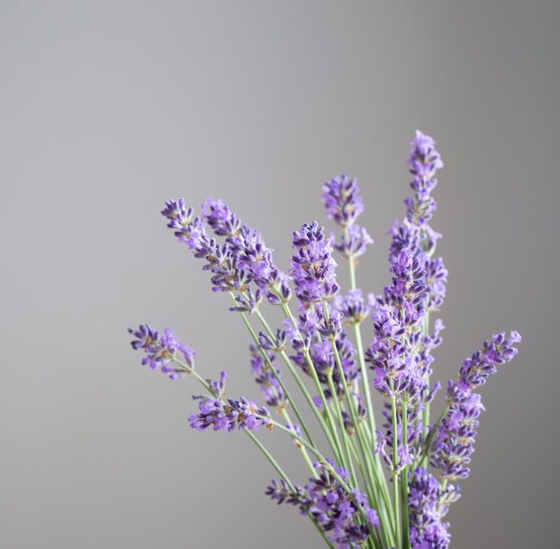 lavender flowers on background gray wall