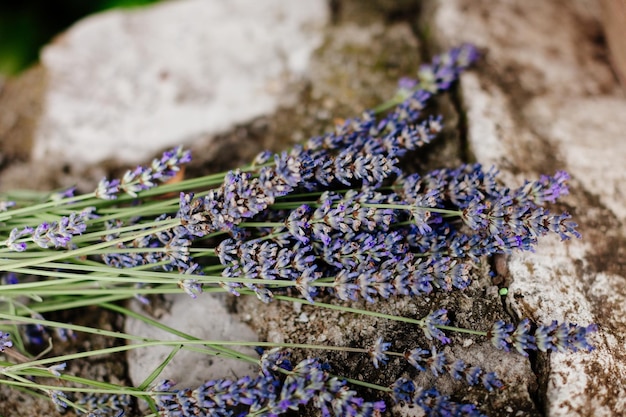 Lavender flowers background