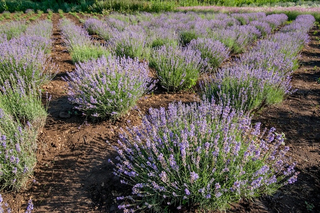 Lavender flowers in bloom bushes on summer sunny day Lavender farm