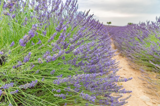 Lavender flowers blooming field, lonely trees uphill on sunset. Valensole, Provence, France, Europe.