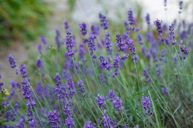 Lavender flowers blooming Purple field flowers background Tender lavender flowers