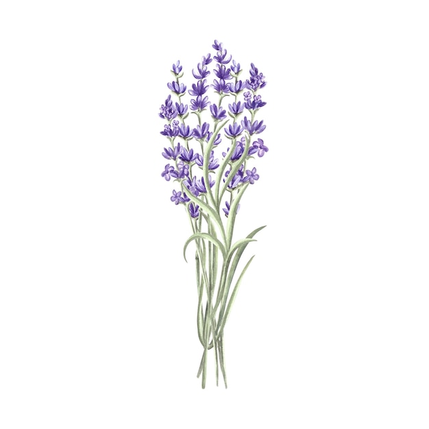 Lavender flowers bunch purple spring watercolor illustration isolated hand drawn provence floral