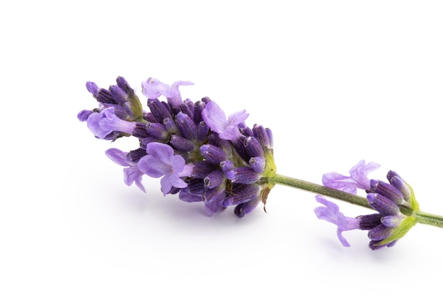 Lavender flowers bunch tied isolated on white background