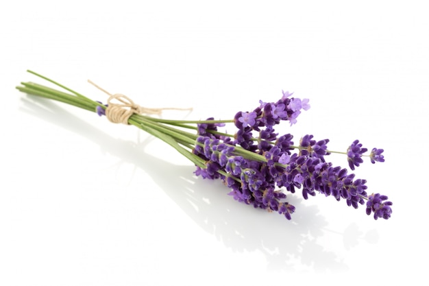 Lavender flowers bundle on a white background