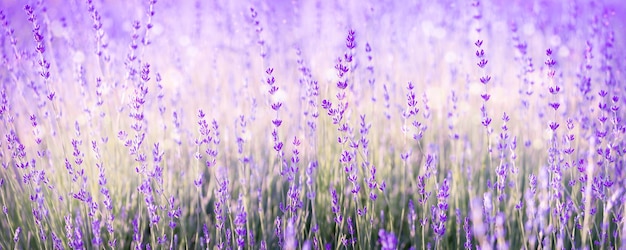 Lavender flowers field banner Natural background