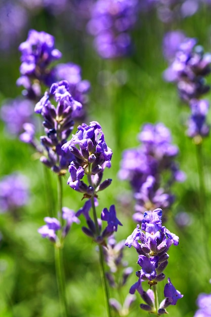 Lavender Flowers Field. Growing and Blooming Lavender