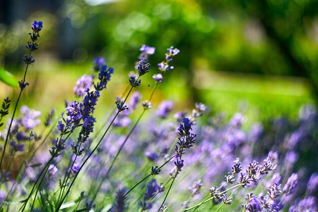 Lavender Flowers Field. Growing and Blooming Lavender