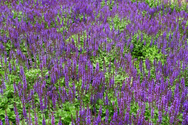 Lavender flowers field side view with bokeh effect. Lavandula augustifolia.