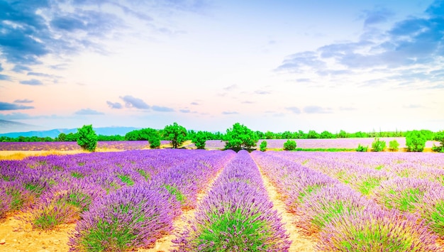 Lavender flowers field