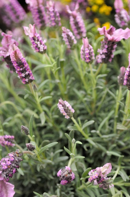 Lavender flowers in a field