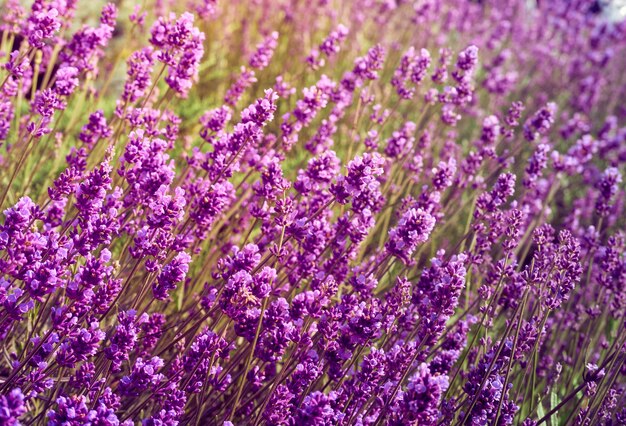 Lavender flowers in flower garden.