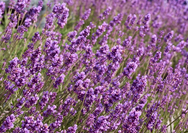 Lavender flowers in garden.